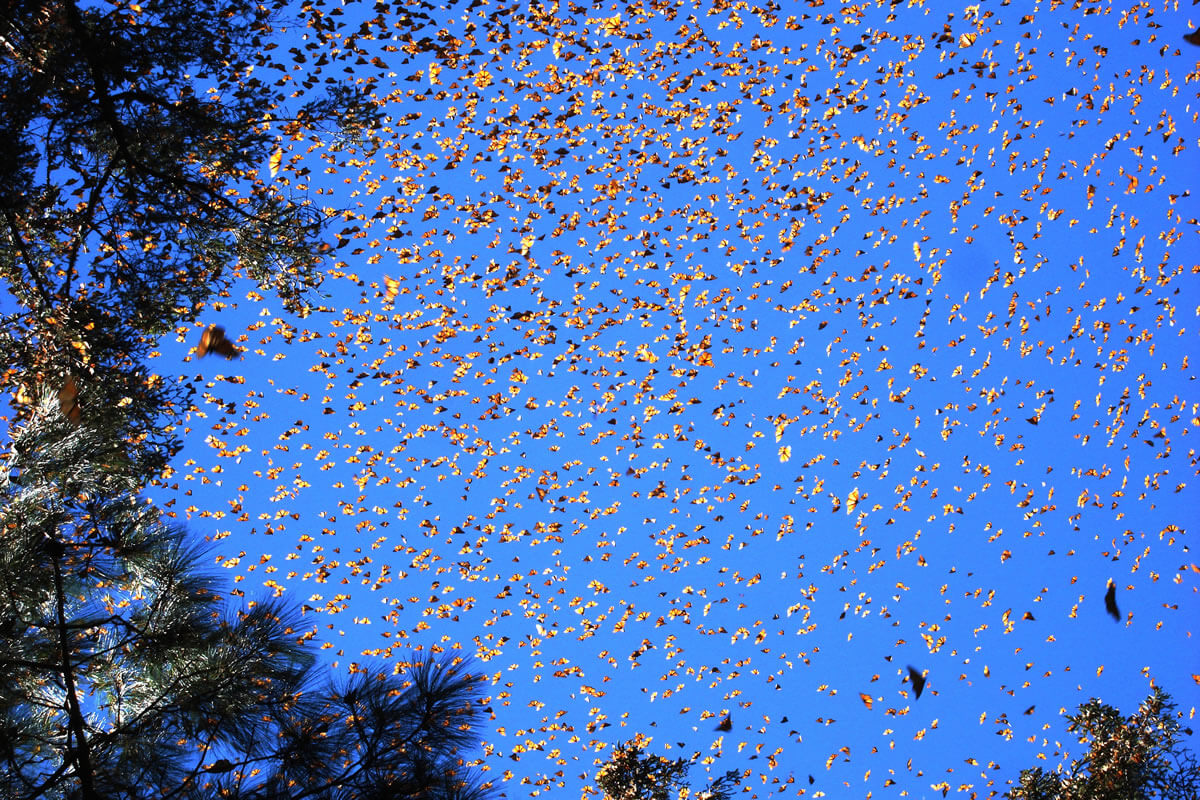 monarch-butterfly-biosphere-reserve-mexico-lac-geo